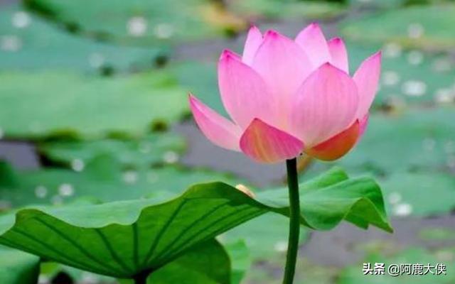 范成大的千古名句（范成大的所有诗句）