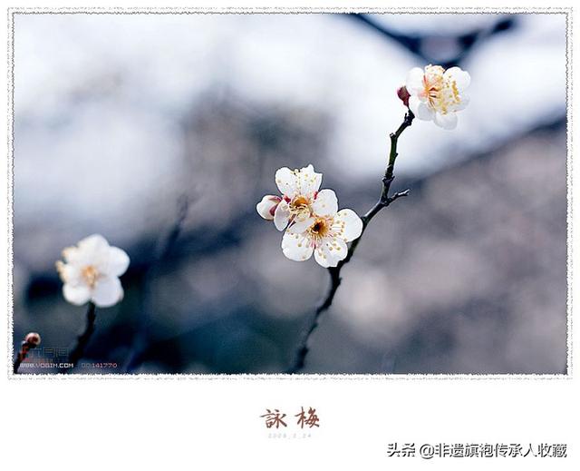 关于写梅花的古诗(关于写梅花古诗书法的作品)