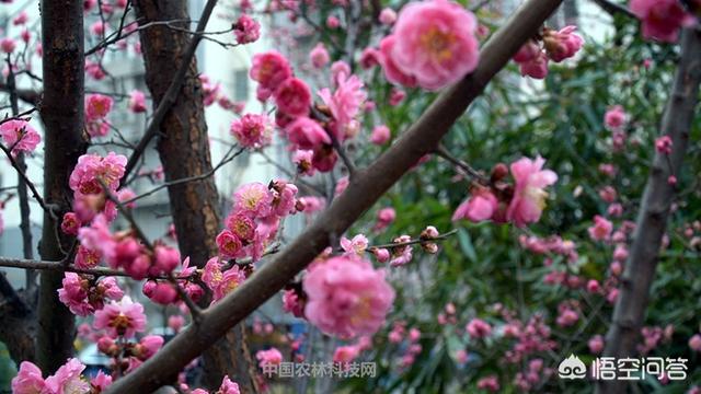 关于春天的古诗有哪几首（关于春天的古诗十首诗）