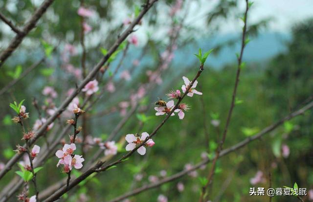 春天的现代诗10首(春天的现代诗10首短诗)