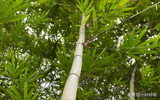 描写竹子的诗（描写竹子的诗句五年级上册）