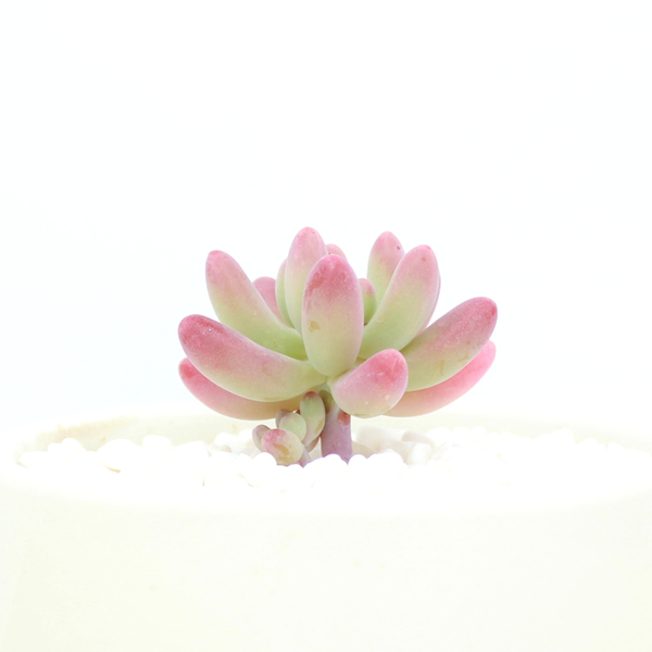 最简短的10句惜时名言（最简短的10句惜时名言带作者）