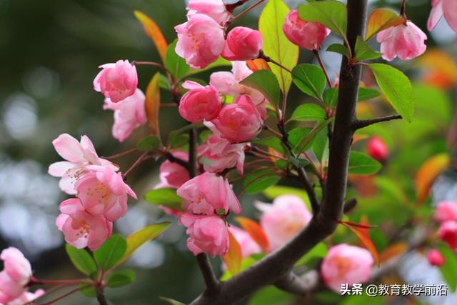 已亥杂诗5（己亥杂诗5年级上册）