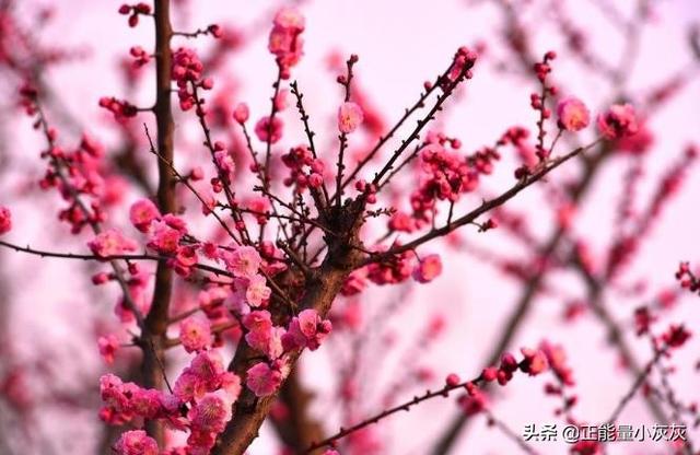 歌颂梅花的诗句 古诗（歌颂梅花的诗人都有谁）