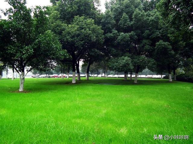 草（草酸艾司西酞普兰片）