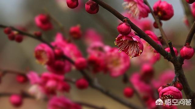 杂诗王维其一其二其三（杂诗王维其二古诗）