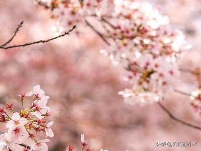 江畔独步寻花古诗全首（江畔独步寻花全诗怎么写）