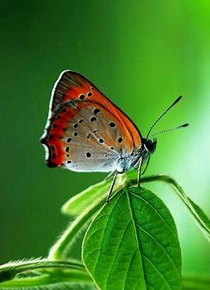 小学五言古诗必背70首(小学五言古诗词)