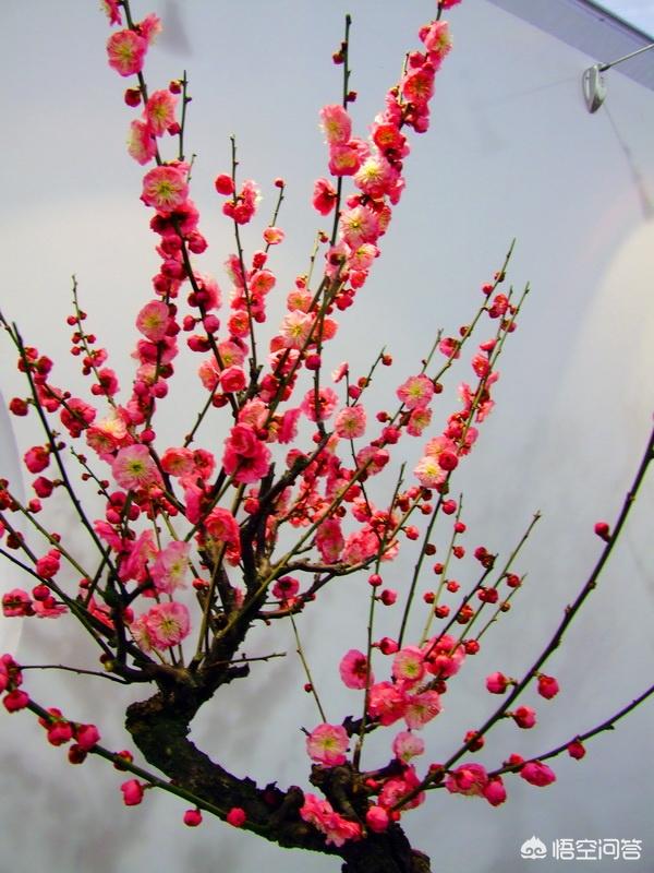 赞美梅花的成语（最好的梅花诗10首）