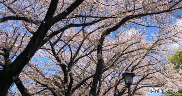 杨花榆荚无才思 惟解漫天作雪飞