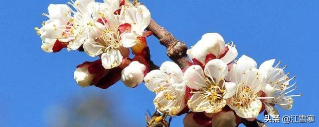 赞美杏花的优美诗句_赞美杏花的优美诗句子