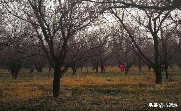 春日拼音版_春日拼音版带拼音