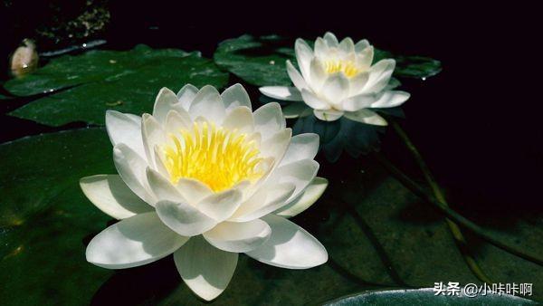 莲花圣洁高雅诗句_莲花圣洁高雅诗句怎么写