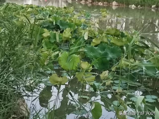 有关夏天的古诗有哪些_有关夏天的古诗大全(整首)