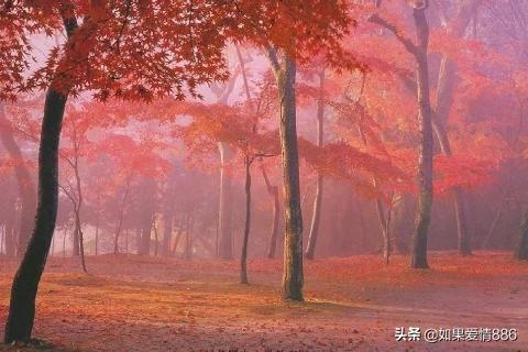 霜叶红于二月花红于什么意思