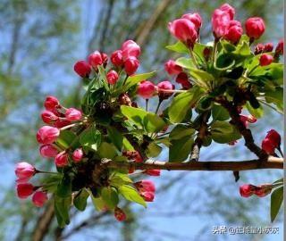 天意怜幽草人间重晚晴_天意怜幽草人间重晚晴拼音