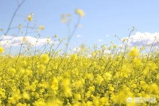 坐看庭前花开花落全诗_坐看亭前花开花落