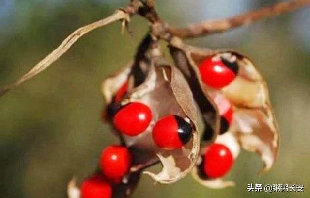 入骨知不知什么意思_入骨相思知不知全诗的解释
