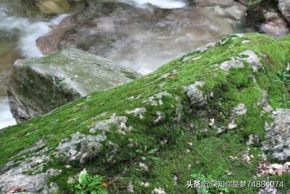 苔袁枚表达了什么_苔袁枚表达了怎样的哲理