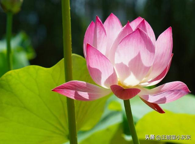 夏天的古诗句_夏天的古诗句竹