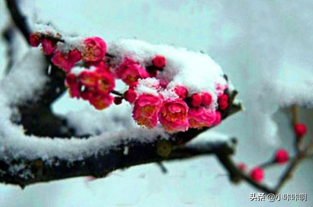 赞美梅花顽强精神的诗句_赞美梅花顽强精神的诗句古诗