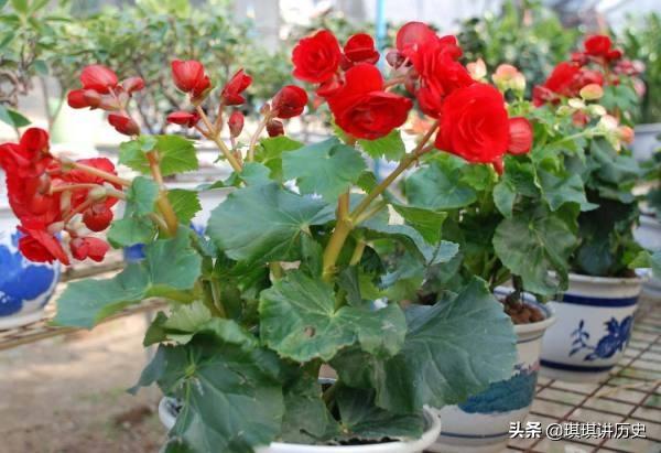 描写花的现代诗_描写花的现代诗冰心