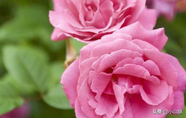 雾非雾花非花的意思_雾非雾花非花演员表