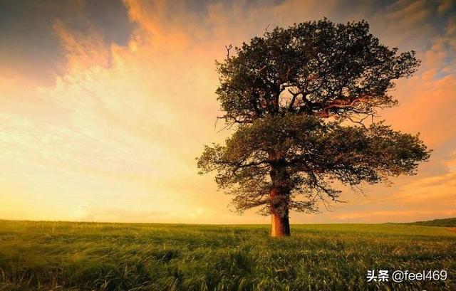 舒婷经典句子（舒婷经典爱情语录）