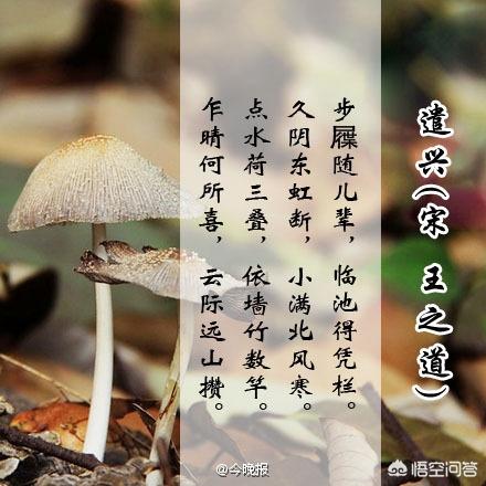 表达爱意的小众诗句（表达爱意的文艺诗句）