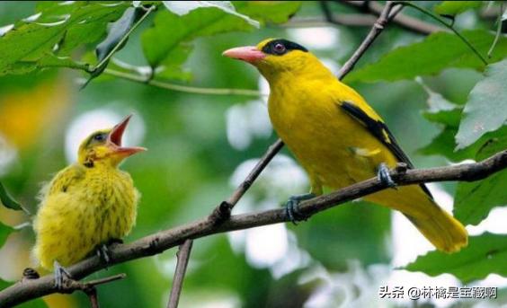 两个黄鹂鸣翠柳（两个黄鹂鸣翠柳是什么意思）