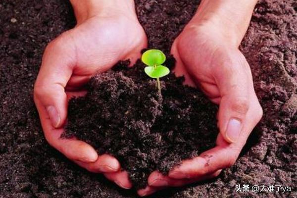 热爱生命的语句和名言（热爱生命的佳句）